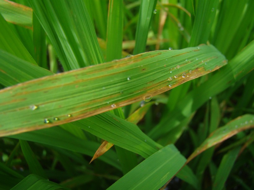 Bệnh cháy bìa lá lúa làm giảm năng suất chất lượng của lúa gạo.
