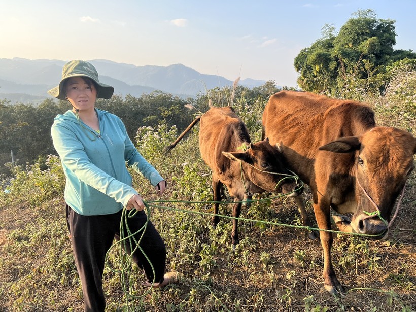 Xã Hẹ Muông đã thống nhất trả lại 185 con bò không đủ điều kiện cho nhà cung ứng.