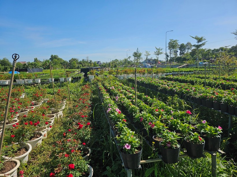 Khu vườn trồng hoa hồng và hoa dừa cạn phục vụ nhu cầu trưng Tết.