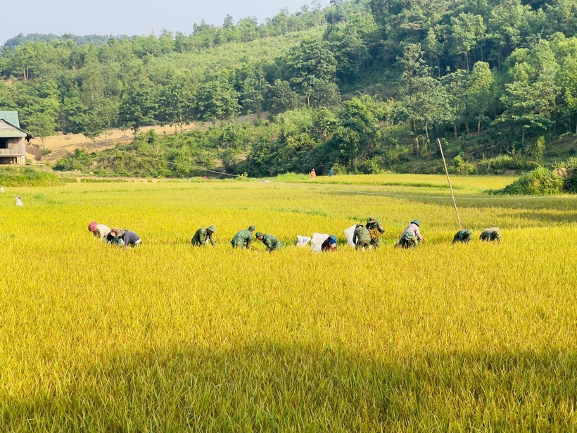 Bộ đội Biên phòng gặt lúa giúp người dân các xã Cù Bai, A Xóc, Hướng Lập. Ảnh: Đăng Đức