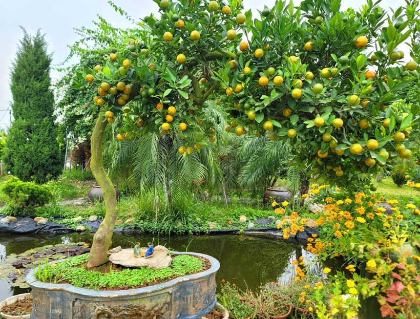 Tác phẩm 'Thảo long ngọc sáng thân tâm' với thế mạnh mẽ, uy nghi được nhà vườn Xuân Lộc trồng và nuôi dưỡng tạo dáng khoảng 8 năm.