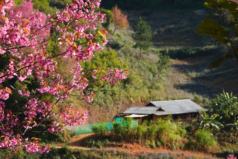 Những chùm hoa sắc đỏ hồng ở lưng chừng đồi tạo nên một bức tranh thiên nhiên tuyệt đẹp.