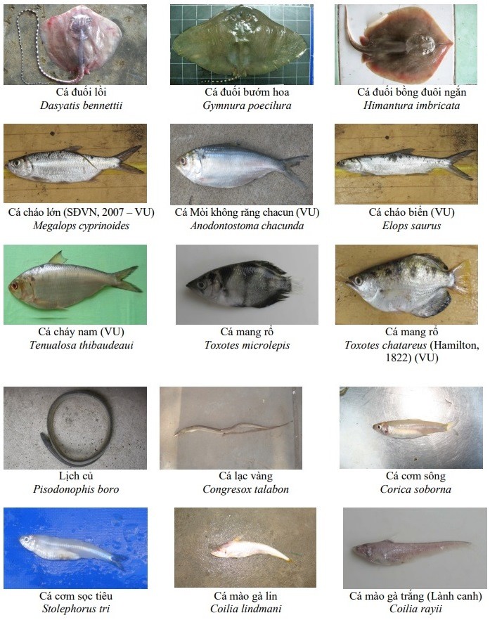 Một số loại thủy sản ven bờ được nhóm nghiên cứu thống kê để bảo tồn.