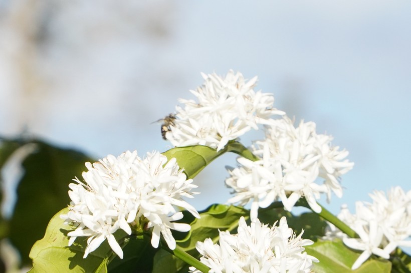 Màu trắng tinh khôi của hoa cà phê quyến luyến du khách.