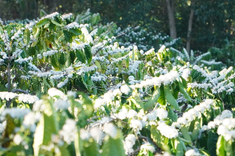 Những cành hoa cà phê xếp tầng lên nhau như bông tuyết trắng.