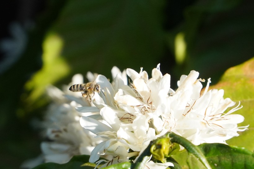 Không chỉ mang nét đẹp thuần khiết, hoa cà phê còn có hương thơm dịu nhẹ, thu hút ong đến làm mật.