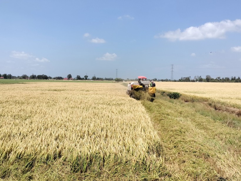 Nông dân ĐBSCL khẩn trương thu hoạch lúa Đông Xuân.