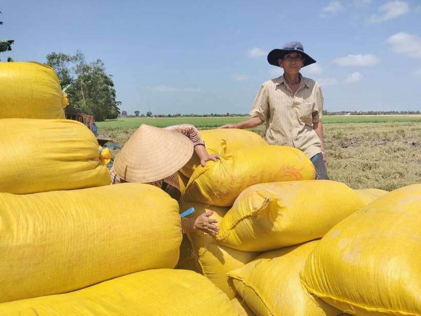 Gia đình ông Nguyễn Văn Trung, thị trấn Hòa Bình, huyện Hòa Bình (Bạc Liêu) vừa thu hoạch lúa xong.