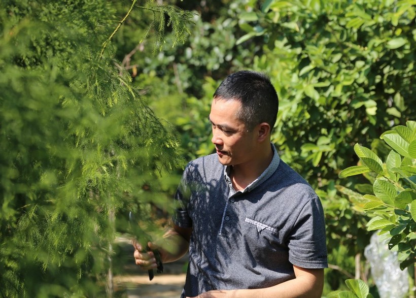 Anh Phạm Văn Sự chăm sóc những cây xích tùng tại vườn nhà mình. 