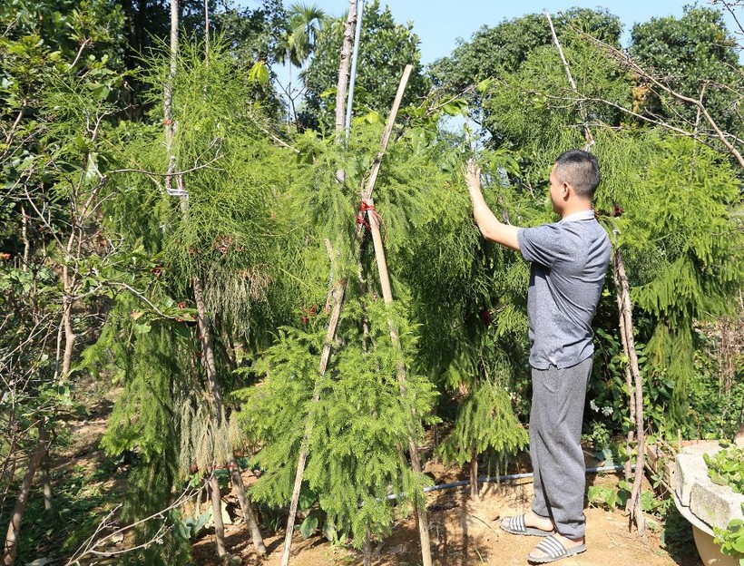 Những cây xích tùng cao hơn 1m tại vườn nhà anh Sự phát triển tốt.