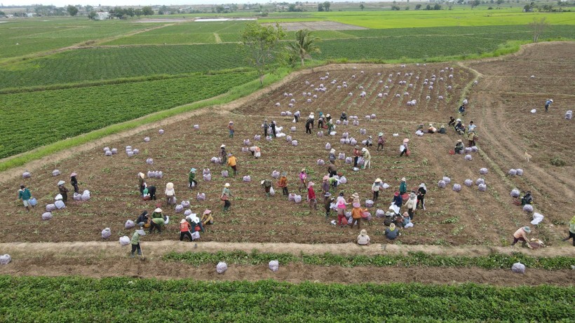 Người dân huyện Phú Thiện thu hoạch khoai lang nhưng khó khăn về đầu ra. (Ảnh: Trúc Hân)