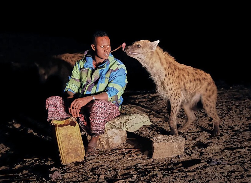 Người dân Harar, Ethiopia, cho linh cẩu ăn bằng que kẹp.