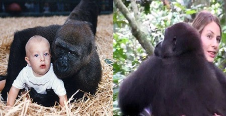 Khỉ đột nhận ra cô gái giữa rừng sau 23 năm xa cách