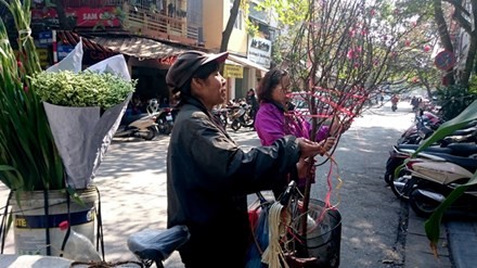 Đào, quất Tết ở Hà Nội: Được mùa, được giá