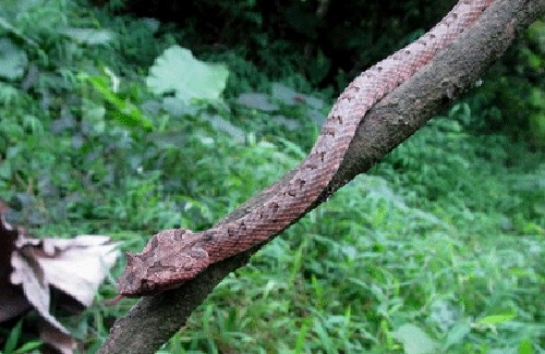 Rắn lục sừng lần đầu được phát hiện ở Cúc Phương