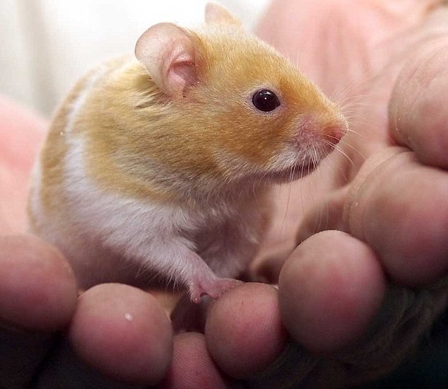 Hàn Quốc: Giáo viên cắn chết chuột hamster trước mặt học sinh