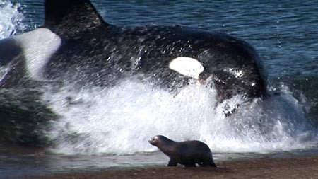 Kinh hoàng cá voi sát thủ lao lên bờ nuốt sống hải cẩu