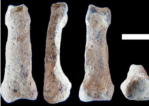 Kinh ngạc mẩu xương ngón tay út bí ẩn có niên đại gần 2 triệu năm
