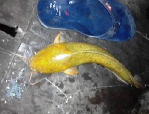 Bất ngờ câu được cá trê vàng nghi loài quý hiếm nhất thế giới ở Sài Gòn