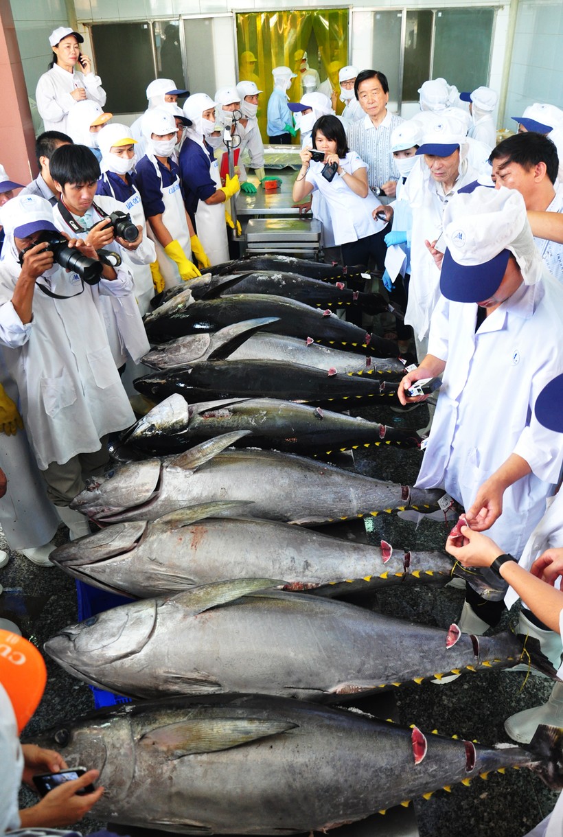 Con cá ngừ Việt Nam đầu tiên bán giá 12 triệu đồng ở Nhật