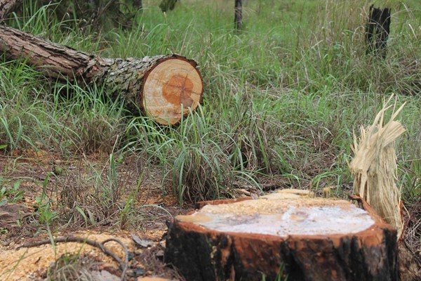 Lâm Đồng: Hàng chục cây thông cổ thụ bị chặt hạ