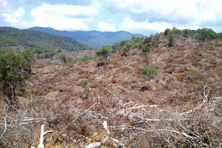 Khởi tố bị can, bắt tạm giam đối tượng hủy hoại rừng ở Phú Yên
