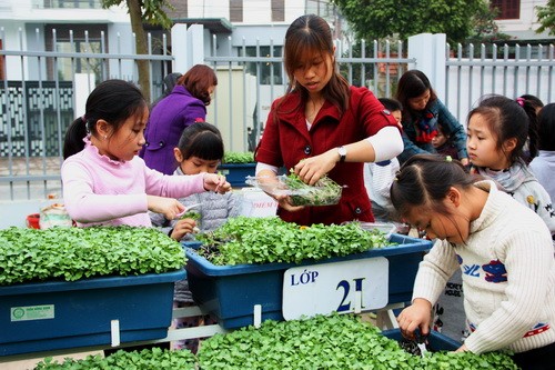 Học sinh Tiểu học trồng rau cải mầm khiến vạn người mê