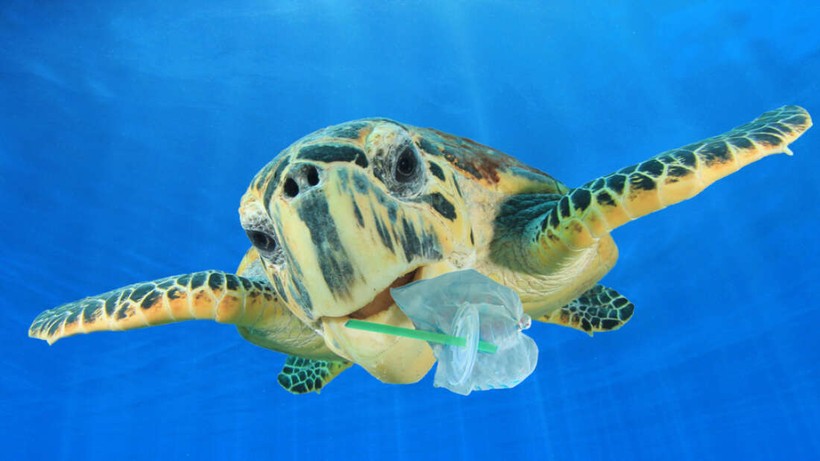 Rùa biển có nguy cơ nuốt phải các mảnh nhựa lớn xung quanh vùng biển của quần đảo Galaparos.