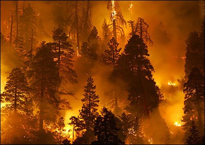 Báo động đỏ nguy cơ cháy rừng