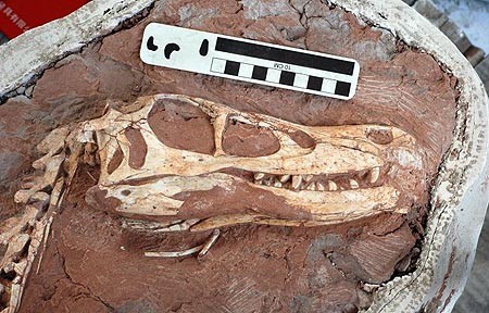 Phát hiện loài khủng long mới ở khu tự trị Nội Mông