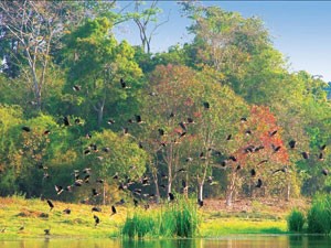 Lập hồ sơ đề nghị Vườn quốc gia Cát Tiên là Di sản thế giới