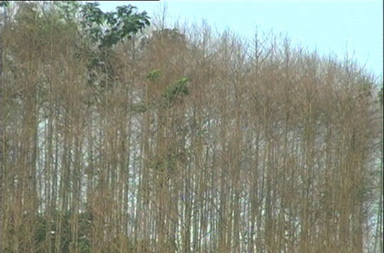 Sâu lạ hủy diệt rừng cây bồ đề Lào Cai