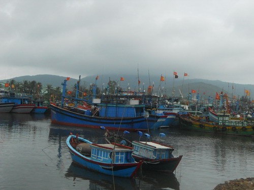 Bình Định: mưa to, xã đảo Nhơn Châu cô lập, lúa Đông Xuân bị ngã đổ