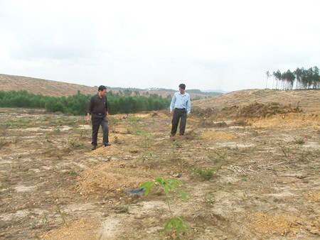 Hà Tĩnh: Gần 200 ha đất trồng cao su bị lấn chiếm trái phép