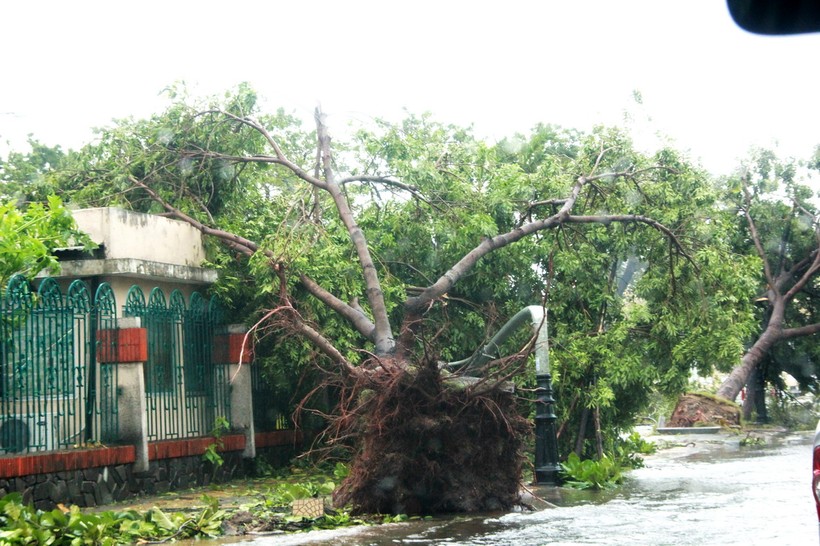Đà Nẵng và một rừng cây đổ ngã sau bão số 11
