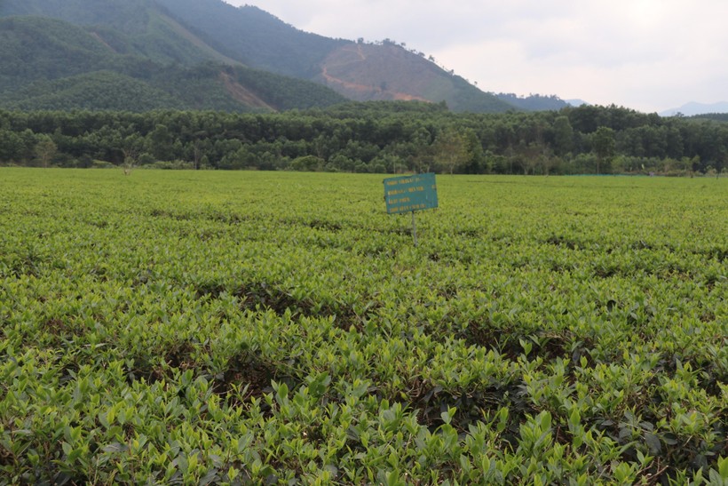 Những đồng chè xanh mướt được trồng theo chuẩn VietGap ở Hương Sơn.
