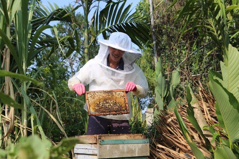 Nghề nuôi ong đang mang lại thu nhập cao cho người dân huyện Vũ Quang. (Ảnh: H.N)