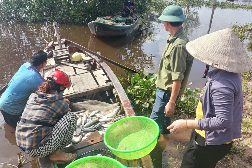 Khoảng 60 tấn cá nuôi lồng bè của người dân xã Thạch Sơn bị chết sau khi bara Đò Điệm xả nước.