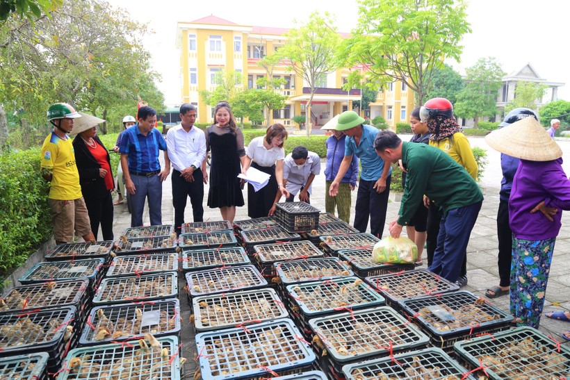Người dân huyện Thạch Hà (Hà Tĩnh) được hỗ trợ gà giống để phát triển kinh tế. (Ảnh: Khắc Mai)
