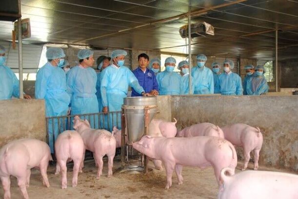 Bộ Tài nguyên và Môi trường sẽ kiểm tra bệnh dịch tả lợn Châu Phi ở một số địa phương