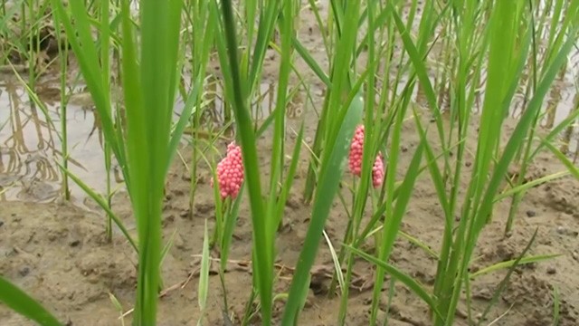 Dịch ốc Bươu vàng hại lúa khiến  nông dân điêu đứng vì mất mùa (Internet)