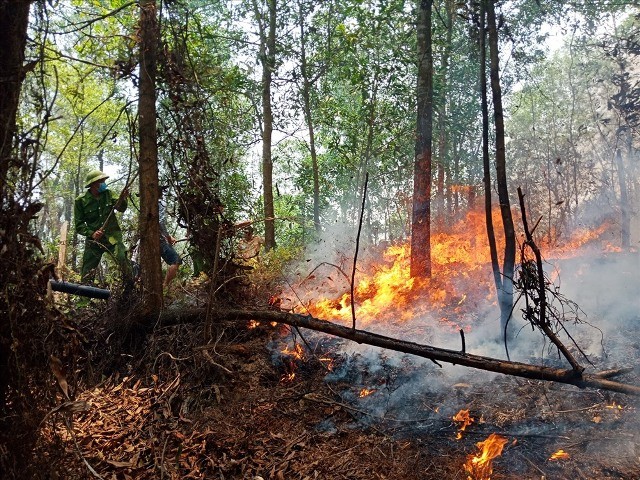 Nắng nóng và hạn hạn năm 2019 là góp phần gây cháy rừng ở Hà Tĩnh (Internet)
