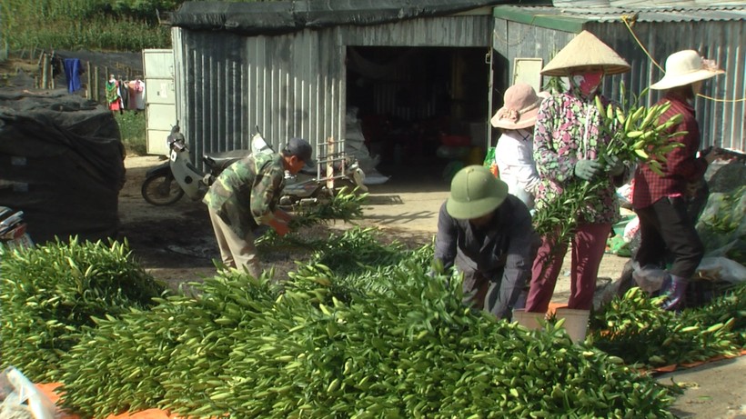 Nhiều hộ dân xã Tả Phìn thoát nghèo nhờ trồng hoa