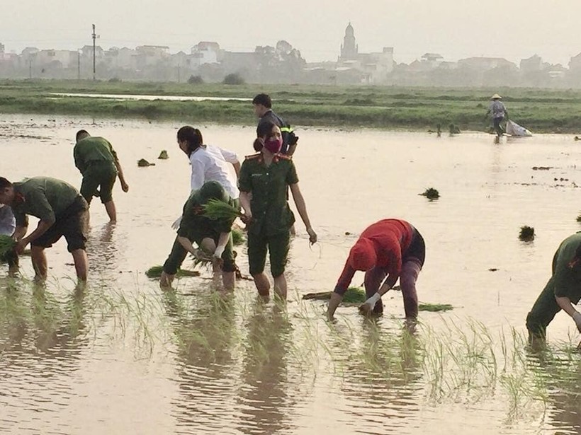 Đoàn viên thanh niên công an huyện Phú Xuyên xuống đồng giúp dân cấy lúa