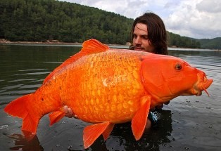 Câu được con cá vàng khổng lồ, người đàn ông thả nó về tự nhiên