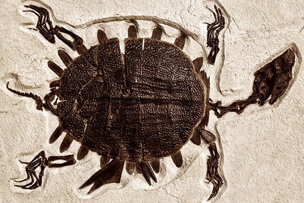 Phát hiện khối u ác tính ở hoá thạch rùa 240 triệu năm tuổi