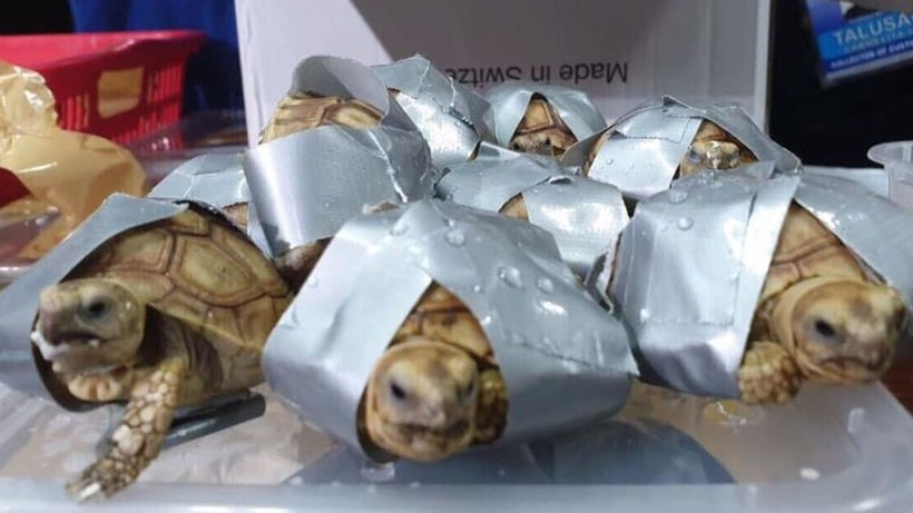 Phát hiện 4 va li chứa hơn 1.500 con rùa quý hiếm tại sân bay Philippines