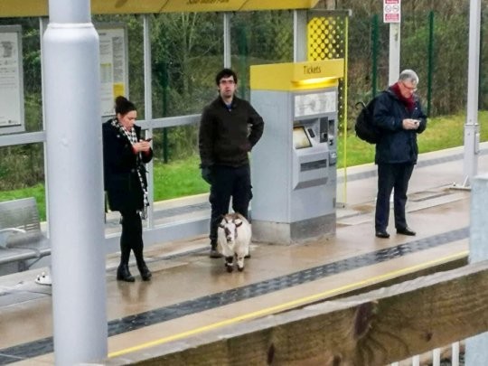 Chú dê đứng đợi xe điện đi Manchester (Anh) sau khi người chủ thông báo mất tích