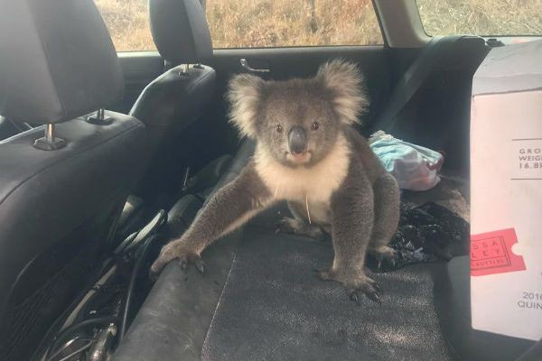 Khó tin gấu túi Koala trèo lên ô tô, nhất định không chịu rời đi