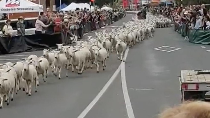 Độc đáo lễ hội thi chạy của cừu ở New Zealand